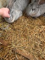 2 Duitse reuzen en cavia’s