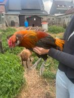 araucana haan, Dieren en Toebehoren
