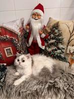 Brits langhaar, Avec puce électronique