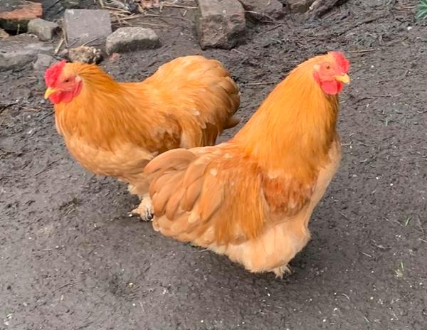 Haantjes Wyandotte x Cochin, Dieren en Toebehoren, Pluimvee, Kip, Mannelijk