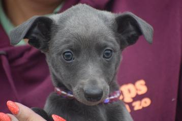 Whippet pups ouders aanwezig, Dieren en Toebehoren, Honden | Windhonden, België, Whippet, 8 tot 15 weken, Meerdere