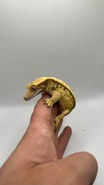 Geelkuifgekko