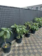 Tal van prachtige Brugmansias te koop in stevige pot, Ophalen