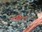 Hobbyaquarium Boraras maculatus – Dwergrasbora, Dieren en Toebehoren, Vissen | Aquariumvissen, Vis, Zoetwatervis, Schoolvis