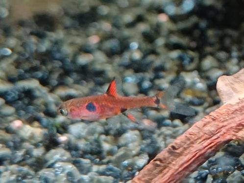 Hobbyaquarium Boraras maculatus – Dwergrasbora, Dieren en Toebehoren, Vissen | Aquariumvissen, Zoetwatervis, Vis, Schoolvis