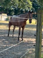 Weide gezocht, Dieren en Toebehoren, Paarden, Ruin, 7 tot 10 jaar