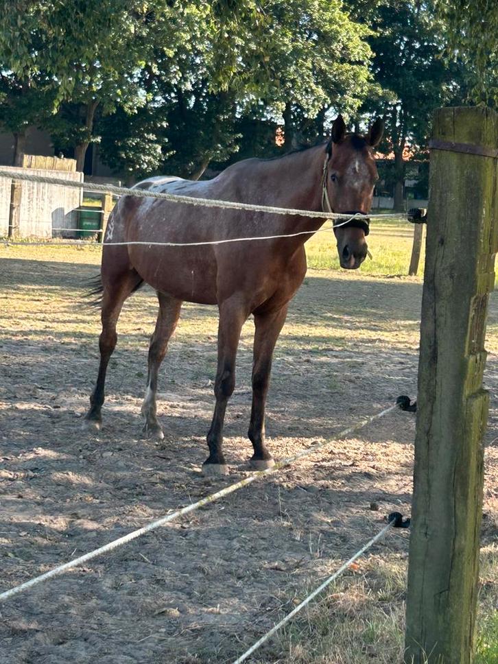 Weide gezocht, Dieren en Toebehoren, Paarden, Ruin, 7 tot 10 jaar