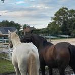 Gezocht : paarden en pony’s, Merrie