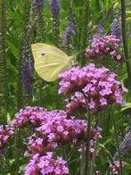 Verbena bonariensis/ ijzerhard, bijen/vlinderplant, Volle zon, Vaste plant, Zomer, Ophalen