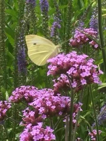 Verbena bonariensis/ ijzerhard, bijen/vlinderplant beschikbaar voor biedingen