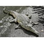 Crocodile au Repos – Statue Crocodile Longueur 131 cm