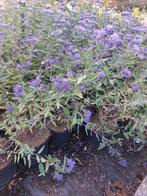 Blauwe spirea, blauwbaard of caryopterix, Ophalen, Overige soorten, Struik, Minder dan 100 cm