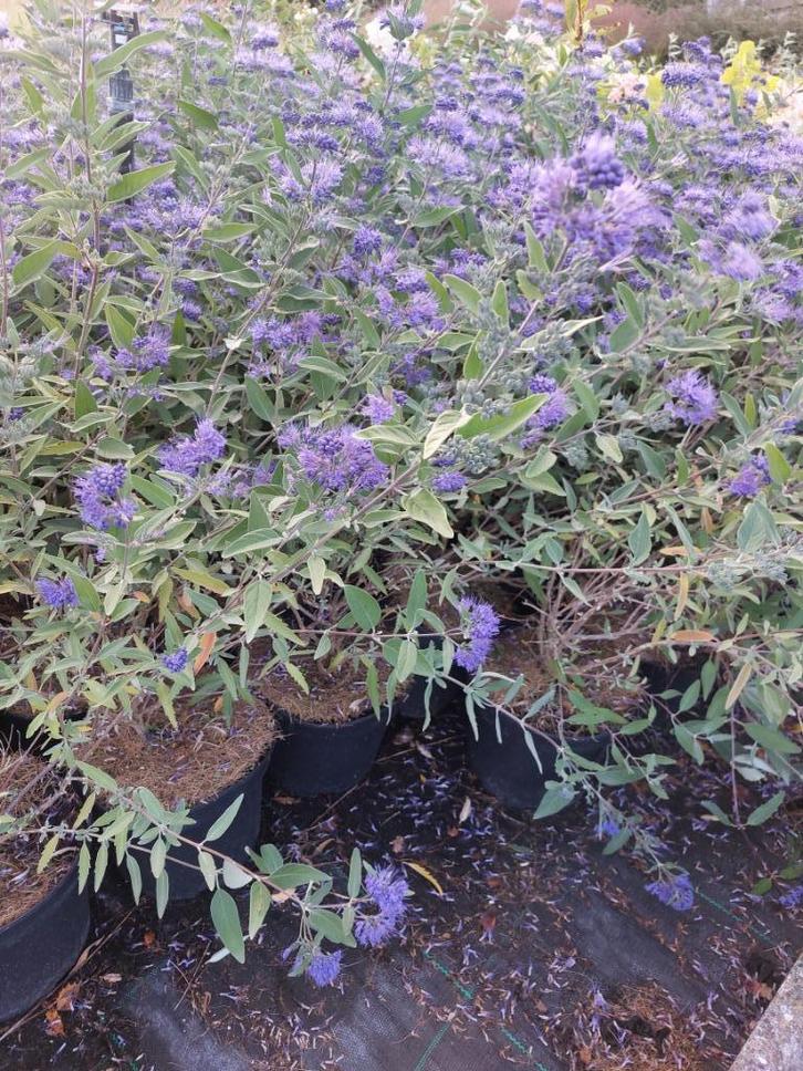 Blauwe spirea, blauwbaard of caryopterix, Tuin en Terras, Planten | Struiken en Hagen, Struik, Overige soorten, Minder dan 100 cm