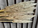 Lot de 10 pampas XXL, Ophalen, Nieuw