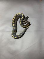 0.1 GHI Phantom Black Head, Animaux & Accessoires, Serpent, Domestique, 0 à 2 ans