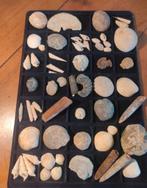 Mooie collectie fossielen uit Frankrijk lot 2, Verzamelen, Verzenden
