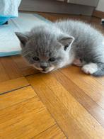 British shorthair, Kater, Ontwormd, 0 tot 2 jaar