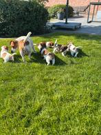 Mooie jack russel pups, Dieren en Toebehoren, Honden | Jack Russells en Terriërs, België, Fokker | Hobbymatig, Jack Russell Terriër