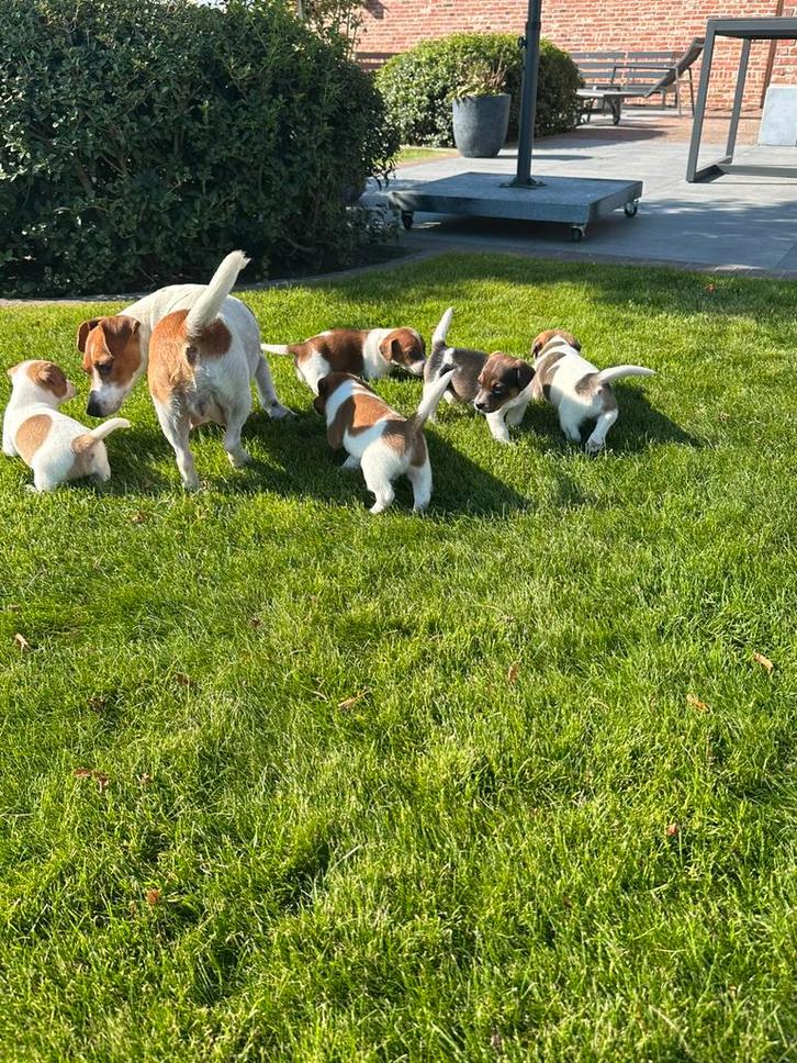 Mooie jack russel pups, Dieren en Toebehoren, Honden | Jack Russells en Terriërs, Reu, Jack Russell Terriër, Fokker | Hobbymatig
