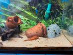 Ancistrus jongen bij moeder.Fire/red.4 nestjesGrootste/verko, Animaux & Accessoires, Poissons | Poissons d'aquarium, Poisson d'eau douce