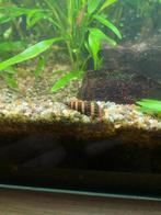 Aquariumslak helena, Dieren en Toebehoren, Slak of Weekdier, Zoetwatervis
