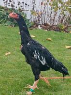 Shamo haan, Dieren en Toebehoren, Kip