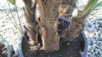 Koudbestendige trachycarpus-palm, Tuin en Terras, Ophalen