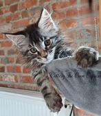 Maine Coon kitten, Dieren en Toebehoren, Kater, Gechipt, 0 tot 2 jaar