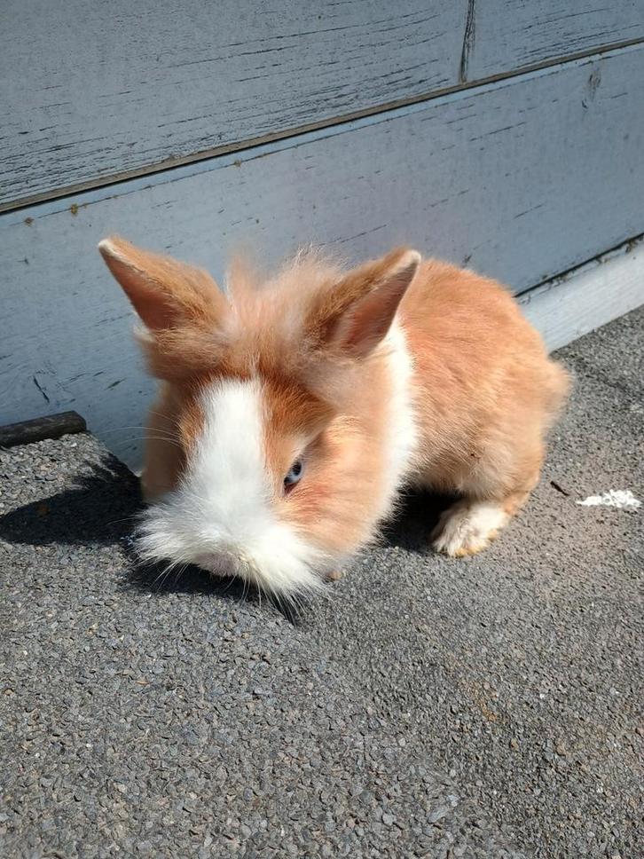 Konijntjes (Hollander x Leeuwenkopje) te koop, Dieren en Toebehoren, Konijnen