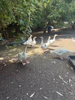 Oie a vendre, Dieren en Toebehoren, Pluimvee, Meerdere dieren, Gans of Zwaan