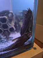 Ancitrus, Dieren en Toebehoren