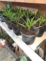 Palmpjes, Jardin & Terrasse, Plantes | Jardin, Enlèvement