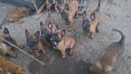 10 Mechelse Herde pups(2 maanden oud)