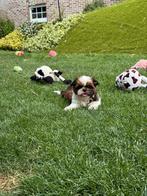 Shih-Tzu pupjes, België, Overige rassen, CDV (hondenziekte), 8 tot 15 weken
