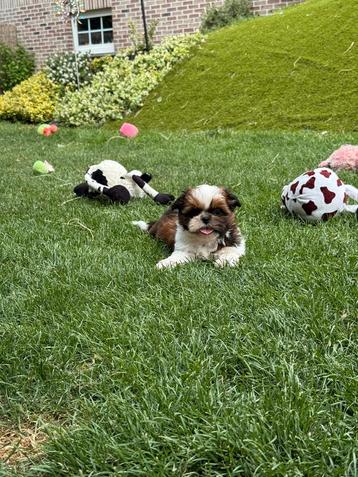 Shih-Tzu pupjes beschikbaar voor biedingen
