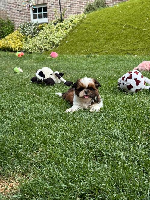 Shih-Tzu pupjes, Dieren en Toebehoren, Honden | Chihuahua's en Gezelschapshonden, Meerdere dieren, Overige rassen, Fokker | Professioneel