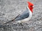 Gezocht:kardinalen,goudvinken en tropen, Dieren en Toebehoren, Vogels | Overige Vogels