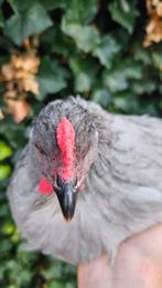 Parelgrijze araucana, Dieren en Toebehoren, Mannelijk, Kip