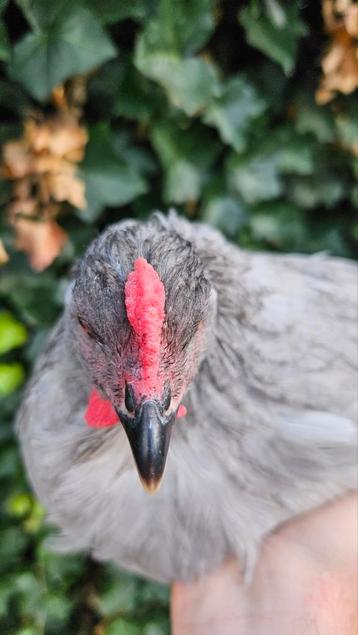 Parelgrijze araucana beschikbaar voor biedingen