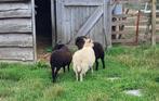 ouessant, Meerdere dieren, Schaap, 0 tot 2 jaar