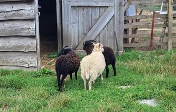 ouessant, Plusieurs animaux, Mouton, 0 à 2 ans