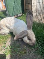 Duitse reus sallander, Dieren en Toebehoren, Mannelijk, Groot, 0 tot 2 jaar