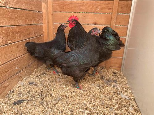 Haan + 2 hennen zwarte australorp, Dieren en Toebehoren, Pluimvee