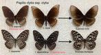 Lot met interessante vlinders: Papilio clytia, Ophalen of Verzenden, Zo goed als nieuw