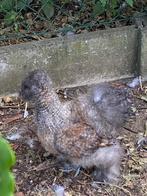 Usa zijdehoen, Dieren en Toebehoren, Pluimvee, Mannelijk, Kip