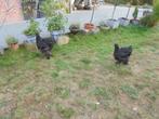 Trio Cochin Groothoender, Meerdere dieren, Kip