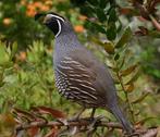 Californische kuifkwartels, Dieren en Toebehoren, Vogels | Overige Vogels, Meerdere dieren