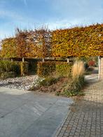 Leibeuken, Enlèvement