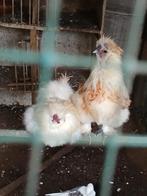 Zijdehoen  hanen 10 euro per  stuk., Dieren en Toebehoren, Pluimvee