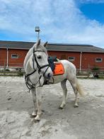 Paard te koop, Dieren en Toebehoren, Paarden, Ruin, Niet van toepassing, Ontwormd, 7 tot 10 jaar